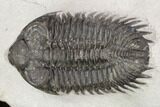 Coltraneia Trilobite Fossil - Huge Faceted Eyes #125235-4